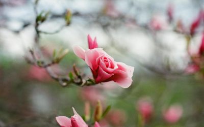 Outubro Rosa: Inteligência Emocional como aliada na luta contra o câncer